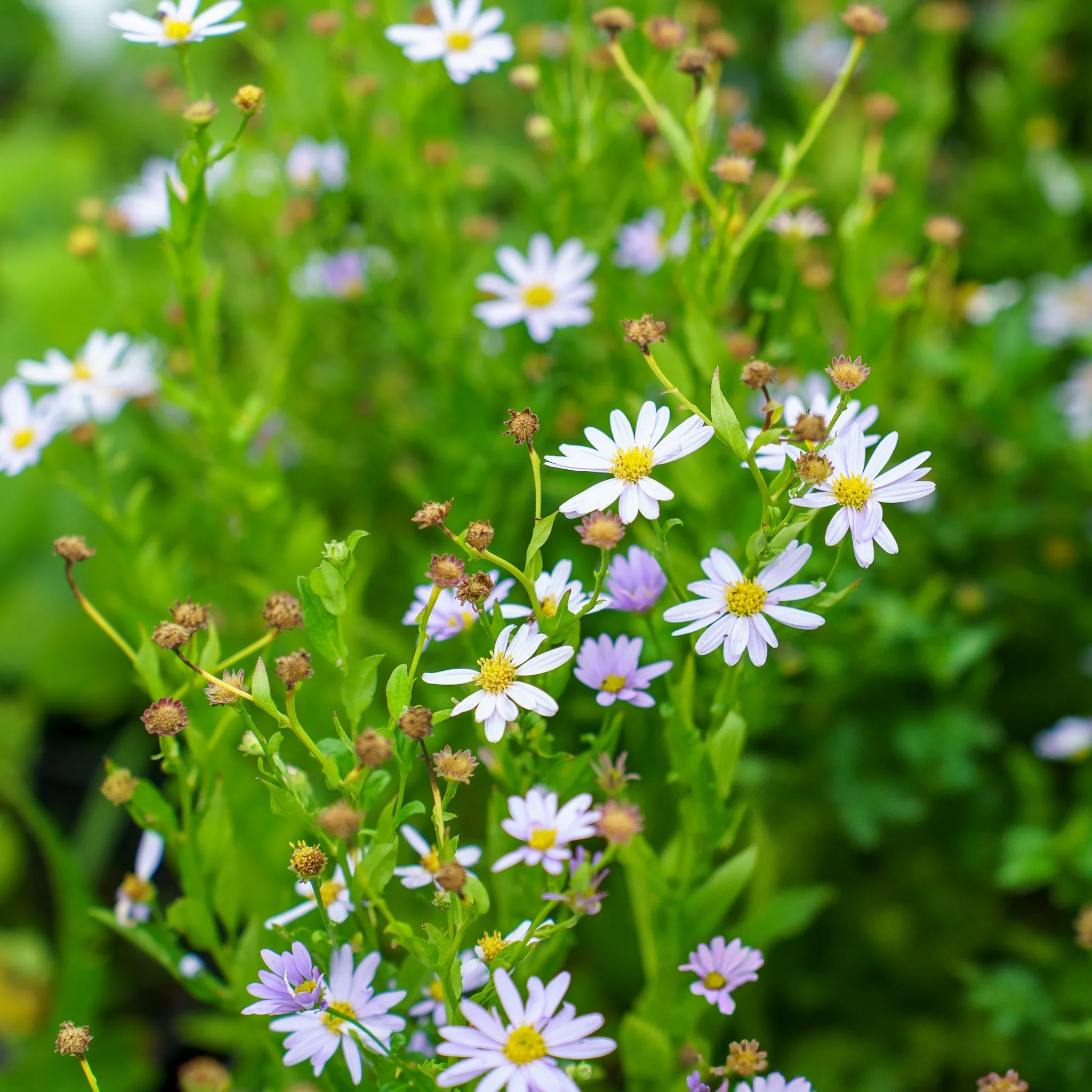 Blue Star Japanese Aster